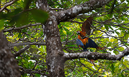 Zwei Papagein balzen in den Bäumen von Costa Rica