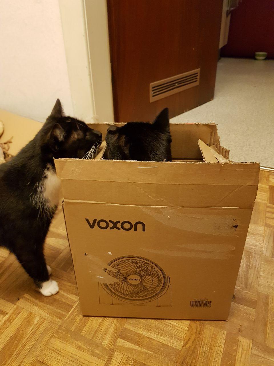 Zwei Katzen, eine davon sitzt im Pappkarton