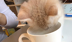 Katze schaut in Tasse